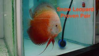 Snow Leopard Discus Proven Breeding Pair