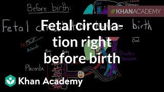 Fetal circulation right before birth  Circulatory system physiology  NCLEX-RN  Khan Academy