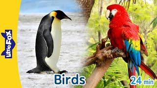 10 Amazing Birds on Earth  Owl Heron Falcon Flamingo Penguin Parrot Vulture Turkey and more