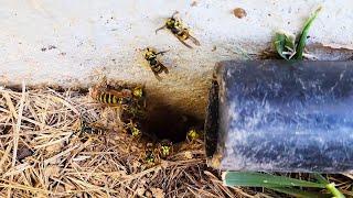 AGGRESSIVE Yellow Jackets Underground Nest ATTACK Wasp Nest Removal #hornetking #fyp #viral