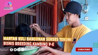 Mantan Kuli Bangunan Sukses Tekuni Bisnis Breeding Kambing P-E