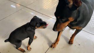 Miniature Pinscher Puppies Meet Their Family For The First Time