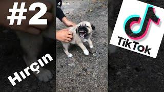 Tik Tok En Efsane Köpek Videoları#2#