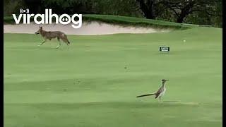 Real Life Coyote and Roadrunner Meet  ViralHog