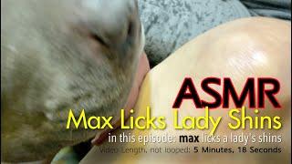 Max Licks  Lady Shins  ASMR DOG LICKING  No Talking max news below