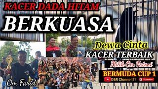 kacer Hitam Dewa Cinta Berkuasa di Lomba Bermuda Cup 1 dan Terbak