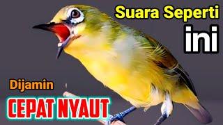 PLECI GACOR suara ngalas BERSAHUTAN ini PANCINGAN PLECI AGAR BUNYI jadikan BURUNG PLECI Gacor EMOSI