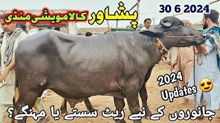 Peshawar Kala Maweshi Mandi New Updates 29 6 2024  Cow Mandi 2024  Munsif Khan Vlog