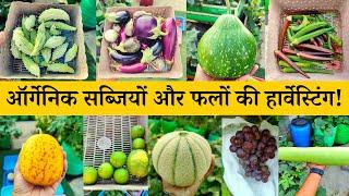 फ्रेश ऑर्गेनिक सब्जियों और फलों की हार्वेस्टिंग Harvesting Fruits And Vegetables In Terrace Garden