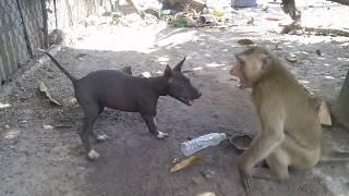 Monkey vs Dog  When theyre friends 