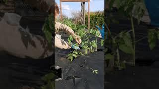 Посадка томатов в открытый грунт