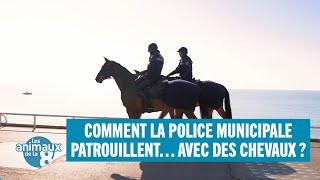 Comment la police municipale patrouillent... Avec des chevaux ?