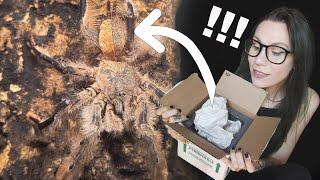 Tarantula with RARE MUTATION is *BOTH MALE & FEMALE* UNBOXING - Gynandromorphism