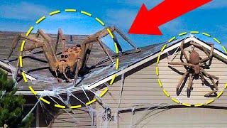 Real Giant Spiders Caught On Camera & Spotted In Real Life