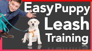 How to Leash Train your Puppy