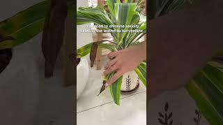 Clear Water To Keep Your Houseplants Healthy  #houseplants #plants #indoorplants #wateringplants