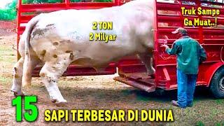 SAPI 2 TON SAMPE GA MUAT MASUK TRUK.. Inilah 15 Sapi Terbesar di Dunia 2024  Sapi Kurban Idu Adha