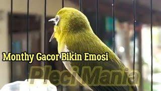 Pleci Monty Bikin Emosi ikutan Gacor Saat Malas bunyi