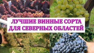 ЛУЧШИЕ ВИННЫЕ СОРТА ВИНОГРАДА ДЛЯ СЕВЕРНЫХ ОБЛАСТЕЙ  6* ОТЕЛЬ ЭДЕМ ТЕХНИЧЕСКИЕ СОРТА