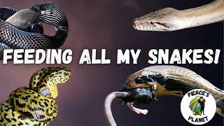 Feeding All Of My Snakes Anacondas Pythons & Colubrids OH MY