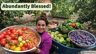 Largest Garden Harvest of 2021 and Bunny Update