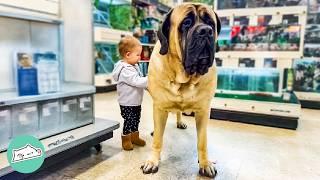 Giant Mastiff Climbs Tables And Hugs All Children  Cuddle Buddies