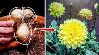 Dahlia Flower Growing Time Lapse  - Tuber To Bloom 90 Days