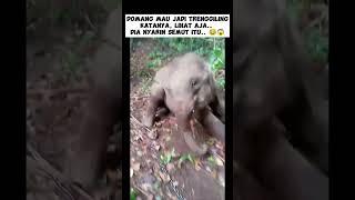 GAJAH DOMANG MEMANG ANEH BANGET..  #shorts #subscribe #gajah