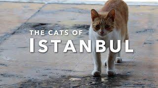 THE CATS OF ISTANBUL  A Video Hommage