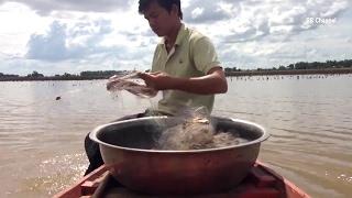 Net Fishing at Kampong cham Province  Khmer Cast Net Fishing  Cambodia Traditional Fishing #03