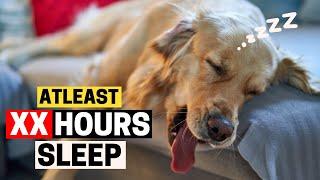 How Much Sleep Golden Retrievers Actually Need?