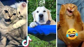 Ultimate Compilation of Funny PETS & Cute ANIMAL Videos 