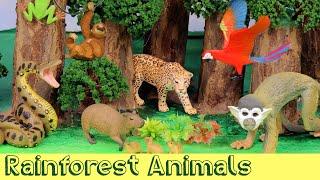 Meet the Amazon Jungle Animals  DIY Diorama