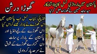 Marwari Horse Breed in Pakistan  Husnain Stud Farm Depalpur  Ghora Darshan  Most Beautiful horse