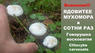 Ядовитее мухомора в сотни раз Говорушка восковатая - Clitocybe cerussata