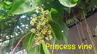 Sri Lanka Wildflowers#열대식물#princess vine#seasonvine#Possum Grape Vine#Cissus sicyoides