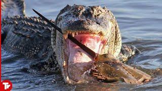 The Prey That Crocodile Will Regret to Eat It