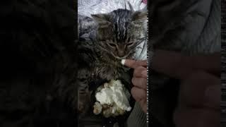 AYAĞI KIRILAN KEDİYE ELİMLE MAMASINI YEDİRDİM