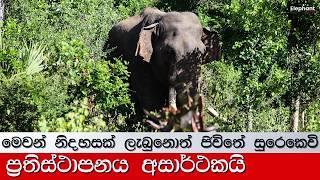 Replacement failedIf you get this kind of freedom life will be saved Elephant  Tusker Agbo