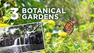 3 Botanical Gardens You Can Visit in Honolulu