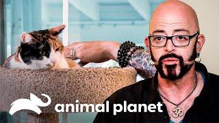 Gata surda ataca os humanos  Meu Gato Endiabrado  Animal Planet Brasil