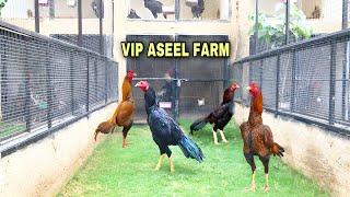 Best aseel murgha farm in pakistan