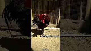 Jemur tipis sehabis mandi#shorts #ayam #ayampelung #ayamjago #viral