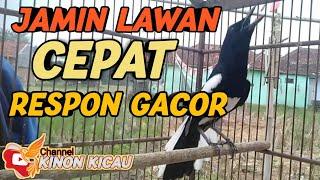  Suara Pancingan Kacer Agar Lawan Cepat Emosi Gacor Auto Langsung Cepat Respon BUKTIKAN 