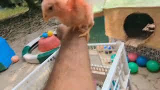 Hewan Lucu Tangkap Ayam Lucu Ayam Warna Warni Kelinci Kucing Lucu Bebek #1189