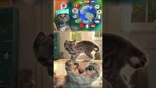 LITTLE KITTEN ADVENTURE #shorts  - FUNNY CAT VIDEOS AND CARTOON KITTEN