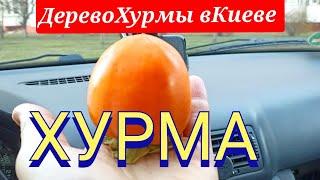 Хурма растёт в Киеве?