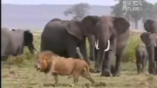 Elephants vs lions - Run away or die 