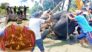 Elephant paralyzed with DAMAGED LIVER caused by parasites gets treated by sympathetic people