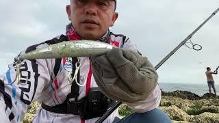 Using Old Lure for Catching Trevally and Bluefish  Fishing in Oman  Shimano Saragosa Triple Cross